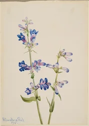 Blauer Bartfaden (Pentstemon)