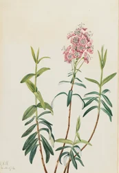 Sumpf-Kalmie (Kalmia polifolia), 1922