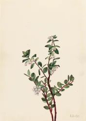 Box Heidelbeere (Gaylussacia brachycera)