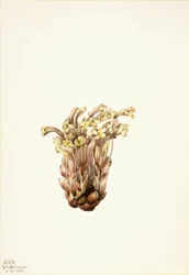 Sommerwurz Orobanche fasciculata, 1933