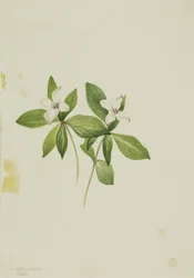 Knöterich Cornus canadensis, 1902
