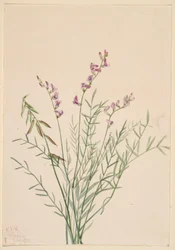 Burgess-Milchklee (Astragalus bourgovii)