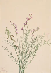 Burgess-Milchkraut Astragalus bourgovii, 1922