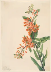 Schmetterlingskraut (Ascelpias tuberosa)