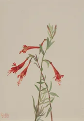 Kalifornische Fuchsie (Zauschneria californica)
