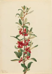 Kanadische Büffelbeere (Lepargyrea canadensis)
