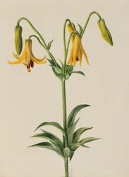Kanadalilie (Lilium canadense)