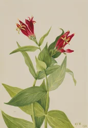 Carolina Pink Spigelia marylandica, 1932