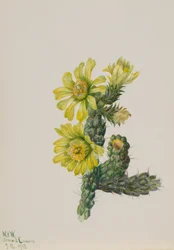 Cholla Opuntia whipplei, 1938