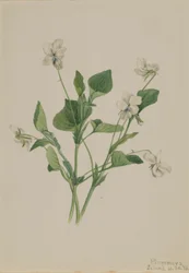 Creme-Veilchen (Viola striata)