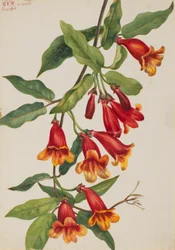 Kreuzrebe (Anisostichus capreolatus)