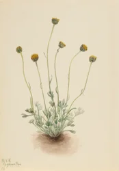 Geschnittenes Blatt-Fleabane (Erigeron compositus nudus)