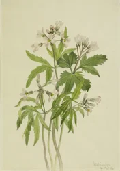 Zerschlitztes Zahnwurz Dentaria laciniata, 1918