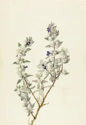 Death Valley Salbei Salvia funerea, ca. frühe 1930er Jahre.
