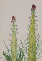 Wüstenkerze (Caulanthus inflatus)