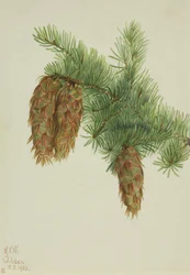 Douglasie Pseudotsuga mucronata, 1923