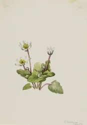 Elkslip Caltha leptosepala, 1916
