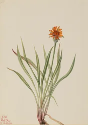 Falscher Löwenzahn (Agoseris aurantiaca)