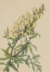 Falscher Indigo (Baptista bructeata)