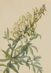 Falscher Indigo Baptista bructeata