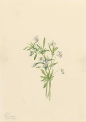 Feldveilchen (Viola rafinesquii)