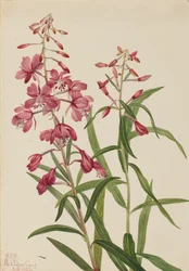 Schmalblättriges Weidenröschen Epilobium angustifolium, 1922
