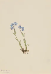 Vergissmeinnicht Myosotis alpestris, 1907