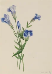Gefranste Enzian, Gentiana crinita, 1905
