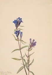 Enzian Gentiana affinis