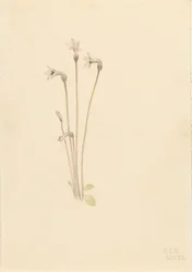 Geisterrohr Thalesia uniflora, 1920