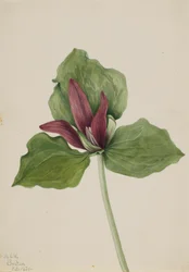 Riesen-Trillium Trillium chloropetalum, 1921