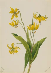 Gletscherlilie (Erythronium grandiflorum)