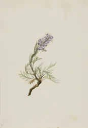 Graue Phacelia (Phacelia sericea)