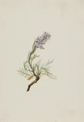 Graue Phacelia Phacelia sericea