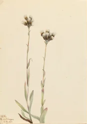 Graues Katzenpfötchen, Antennaria howellii, 1921.