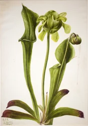 Grüne Schlauchpflanze (Sarracenia orephila)