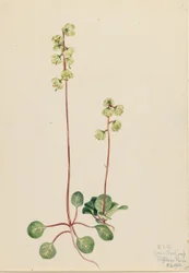Grüne Pyrola (Pyrola chlorantha)