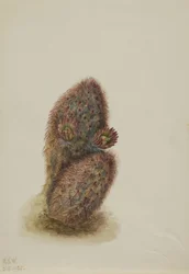 Grüner Erdbeer-Kaktus Echinocereus viridiflorus, 1925