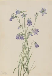 Harebell Campanula rotundifolia, 1916