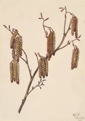 Erlenblättrige Erle Alnus regosa, 1920