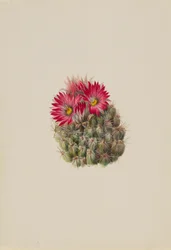 Igelkaktus (Coryphantha arizonica)