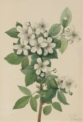Hohe Brombeere Rubus argutus, 1919
