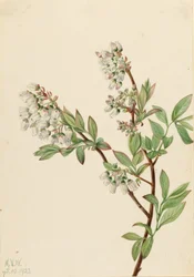Hohe Heidelbeere (Vaccinium corymbosum)