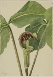 Jack-in-the-pulpit Arisaema triphyllum, 1917