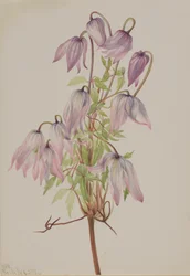 Jicarilla Clematis pseudoalpina, 1933