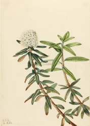 Labrador-Tee (Ledum groenlandicum)