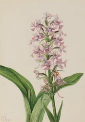 Große Purpur-Fransenorchidee (Habenaria grandiflora)