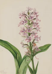 Große Purpur-Fransenorchidee (Habenaria grandiflora), 1926