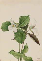 Großes Weißes Dreiblatt (Trillium grandiflorum)