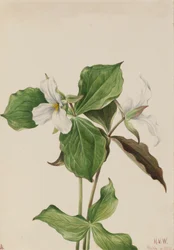 Großes Weißes Trillium Trillium grandiflorum